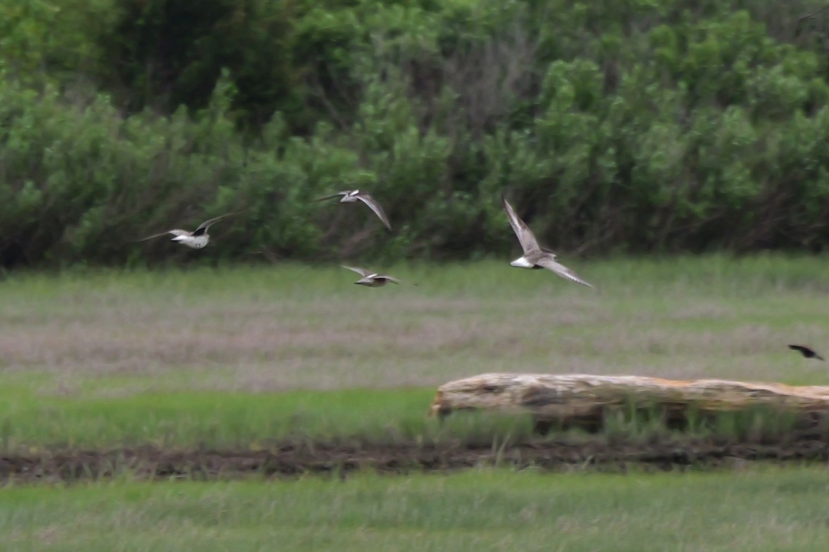 kortnebbekkasinsnipe - ML619826320