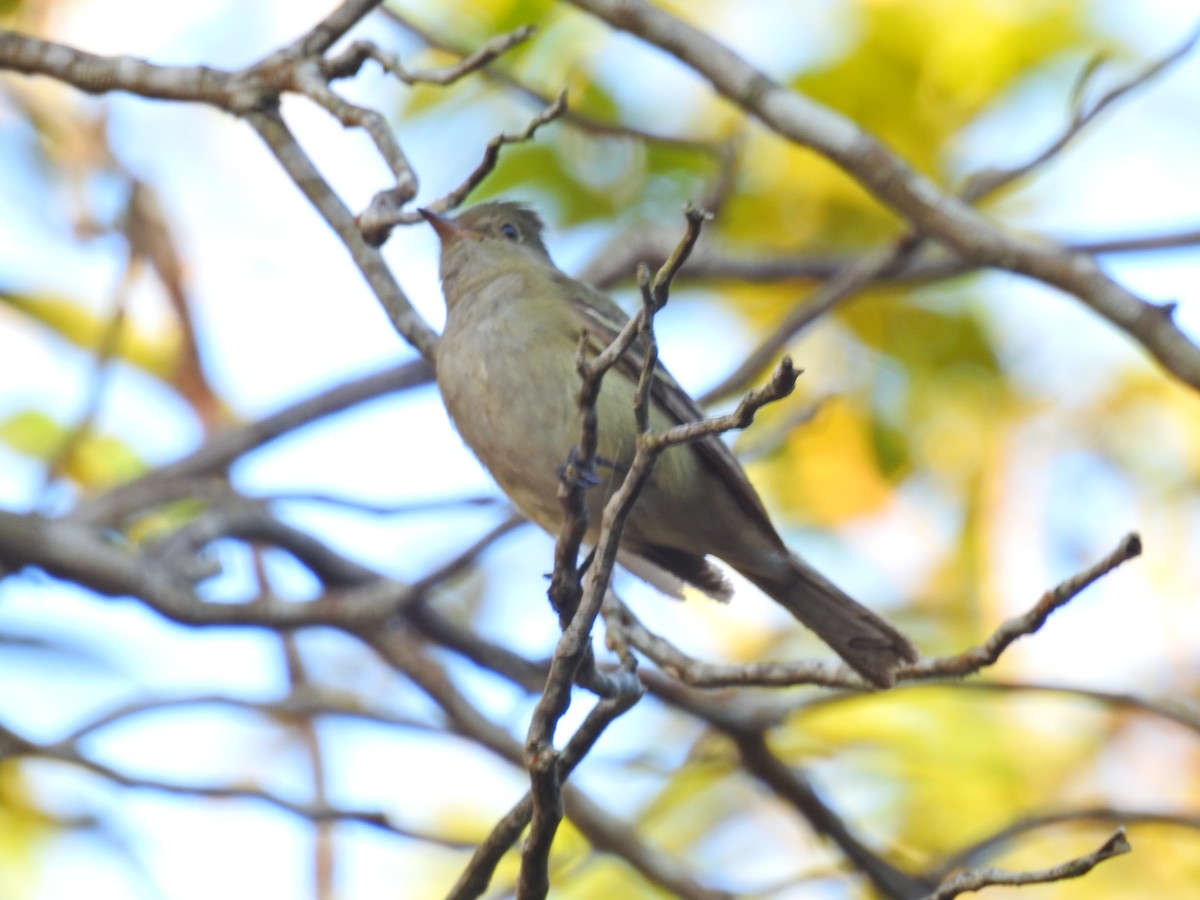 Small-billed Elaenia - ML619826326