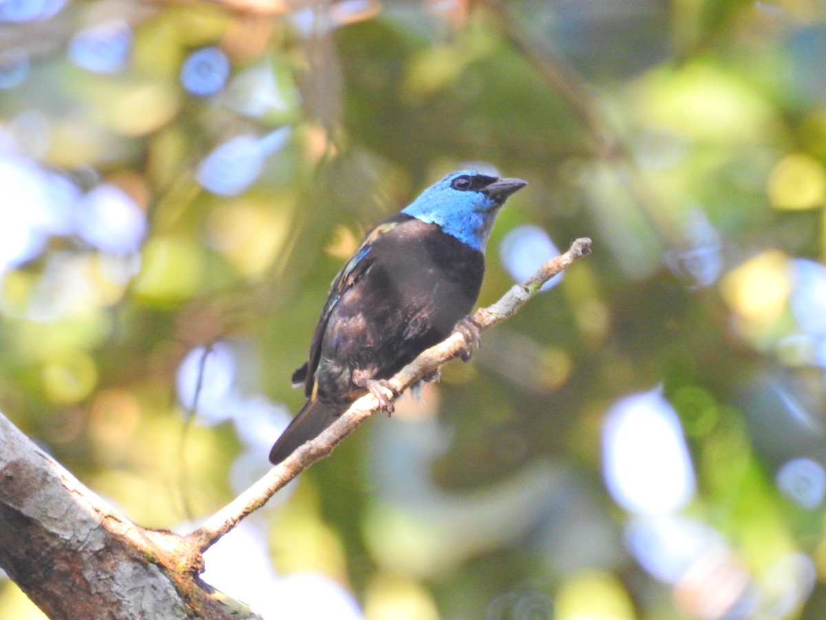 Blue-necked Tanager - ML619826336