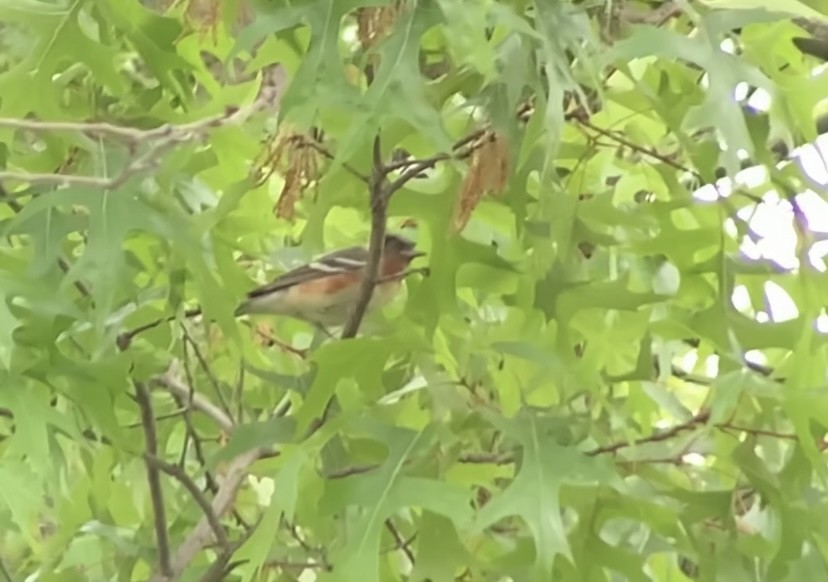 Bay-breasted Warbler - ML619826344