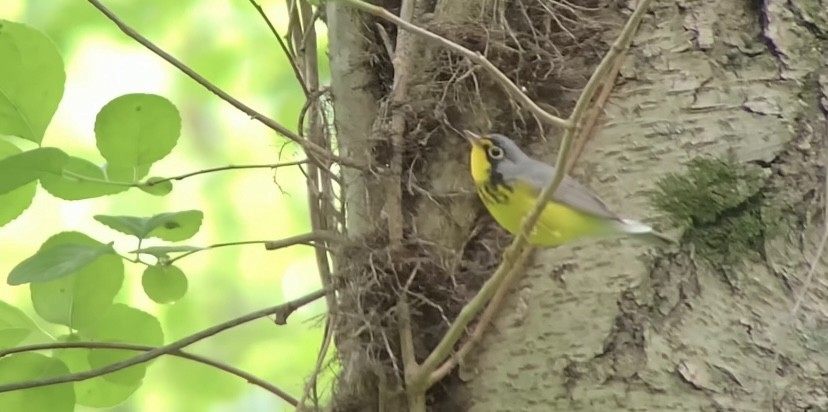 Canada Warbler - ML619826362