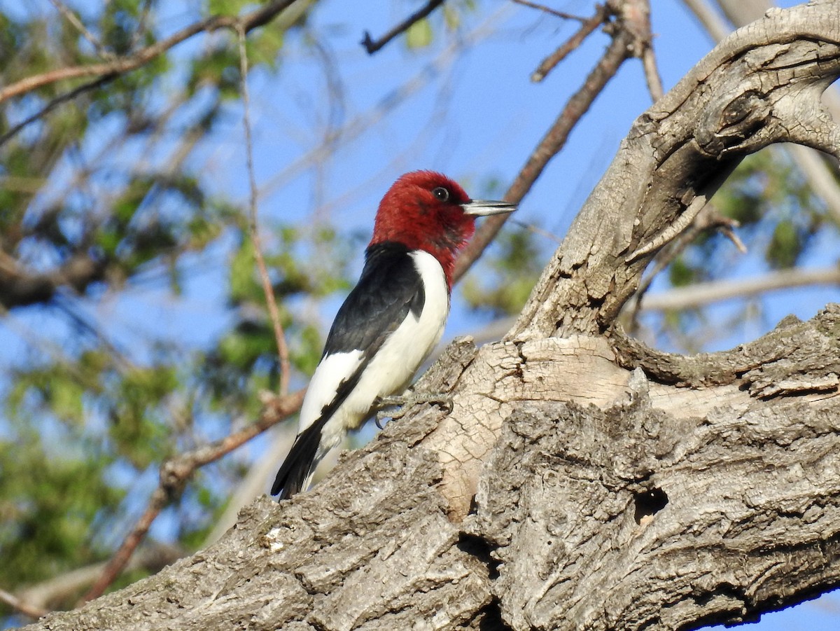 Red-headed Woodpecker - ML619826388