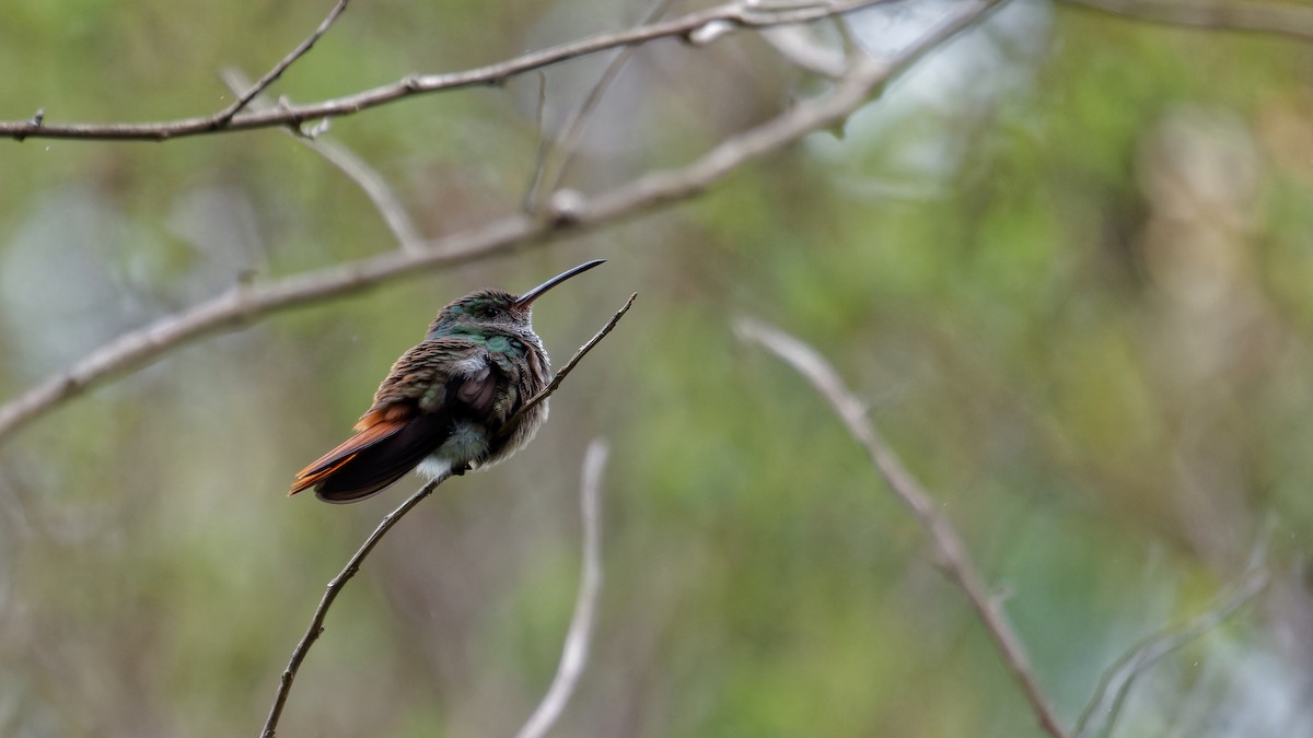 Rufous-tailed Hummingbird - ML619826391