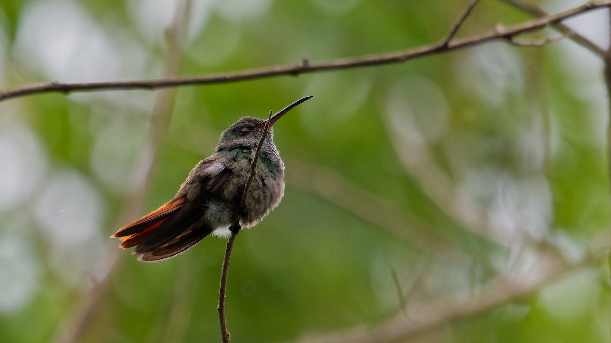 Rufous-tailed Hummingbird - ML619826392