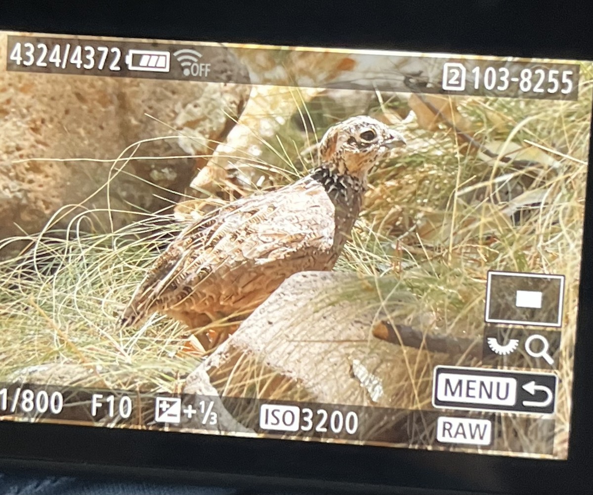 Montezuma Quail - ML619826406