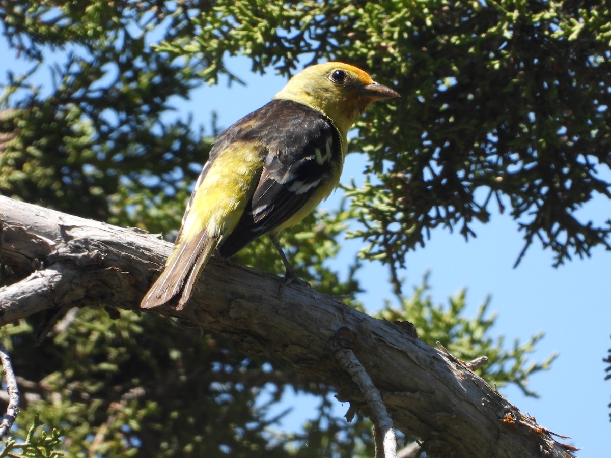 Western Tanager - ML619826416