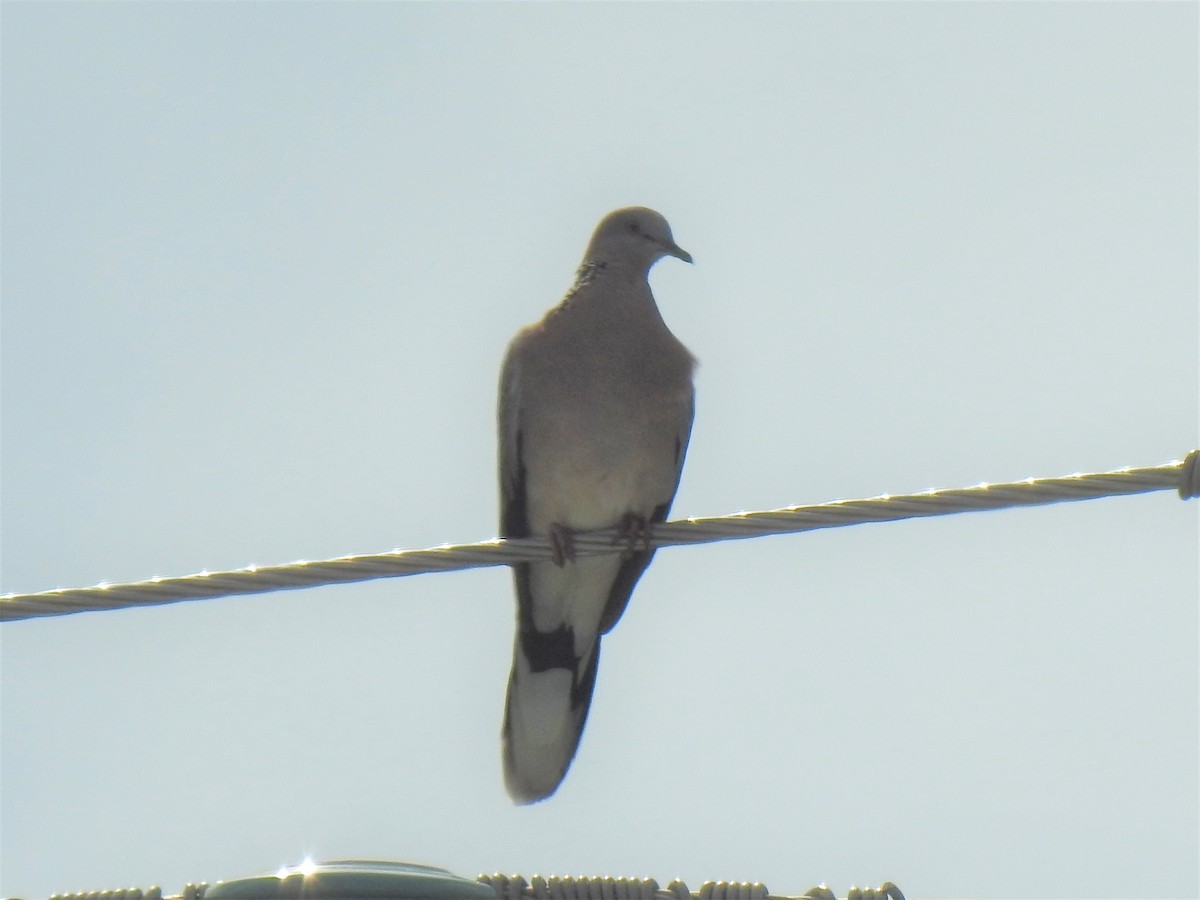 Spotted Dove - ML619826419