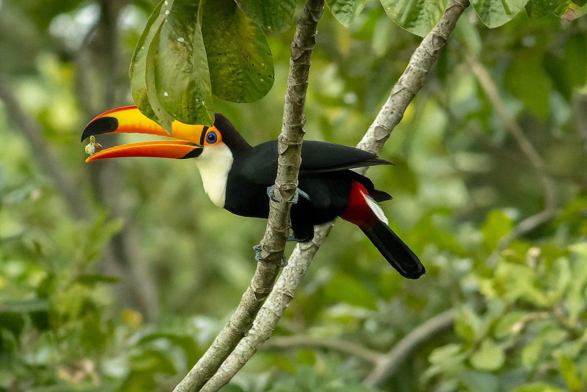 Toco Toucan - ML619826439