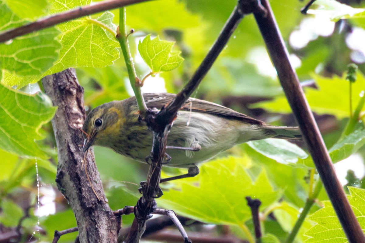 Cape May Warbler - ML619826470