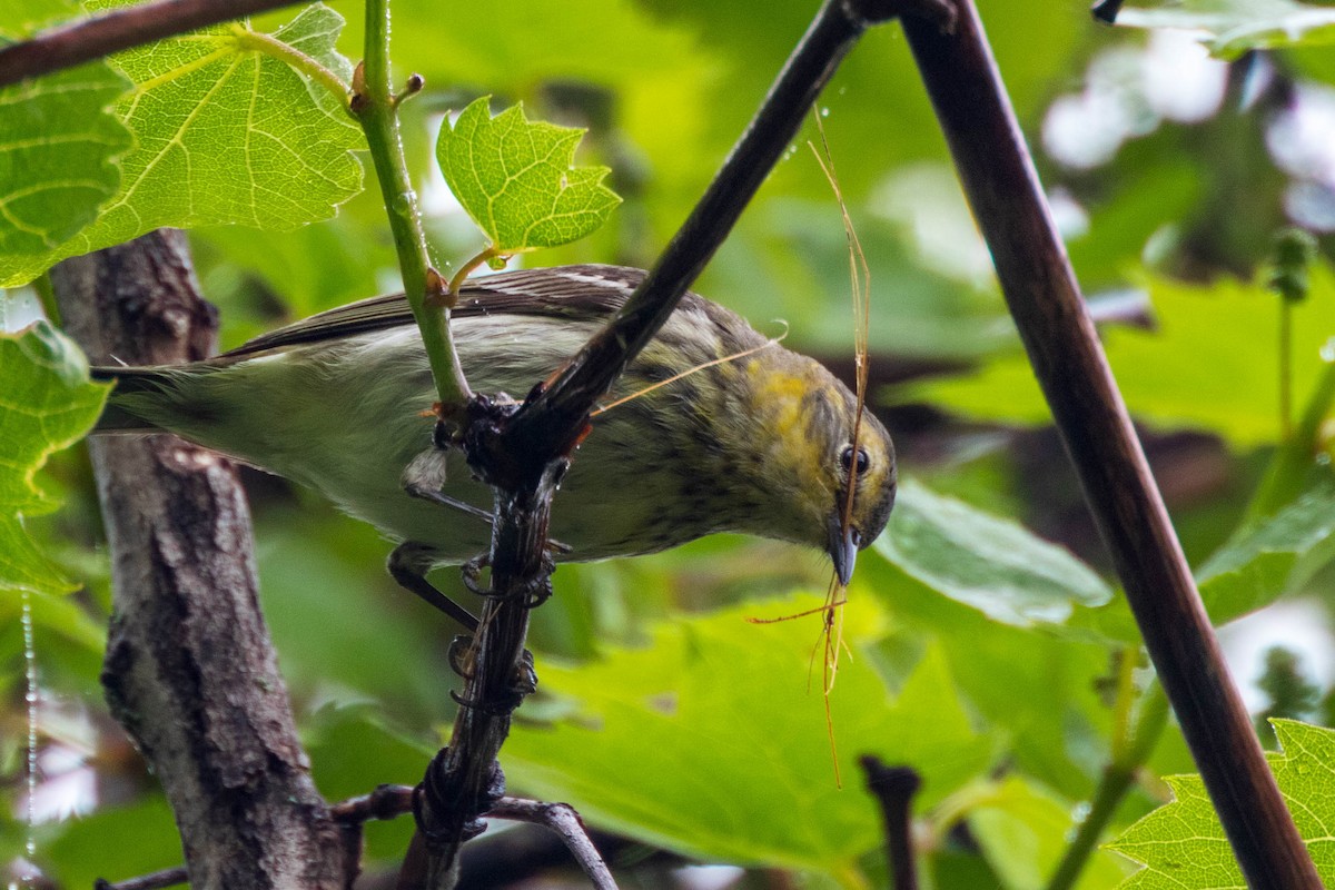 Cape May Warbler - ML619826472