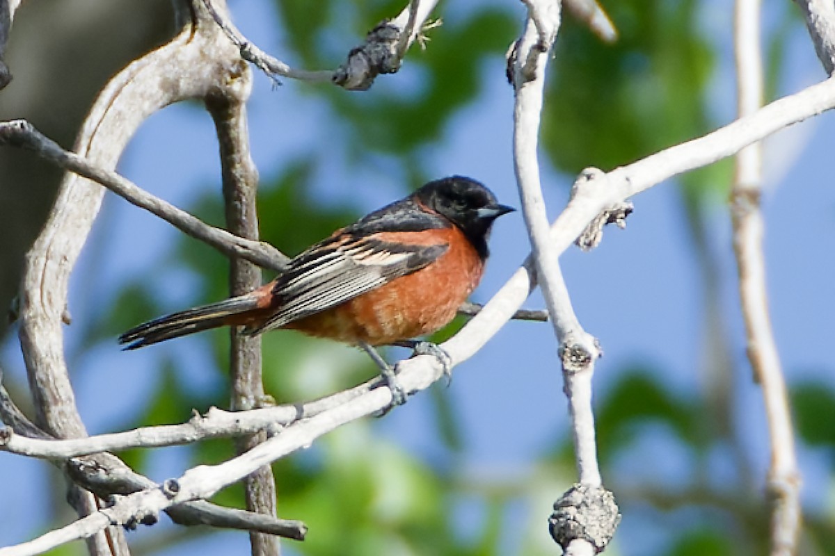 Orchard Oriole - ML619826513