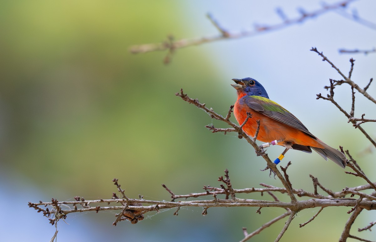 Painted Bunting - ML619826541