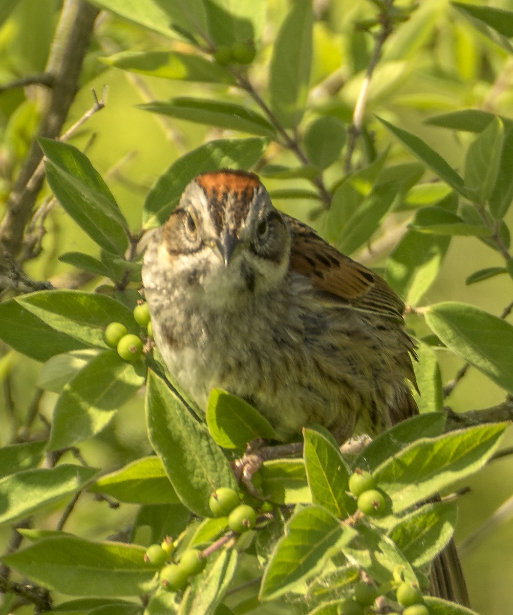 Swamp Sparrow - ML619826547