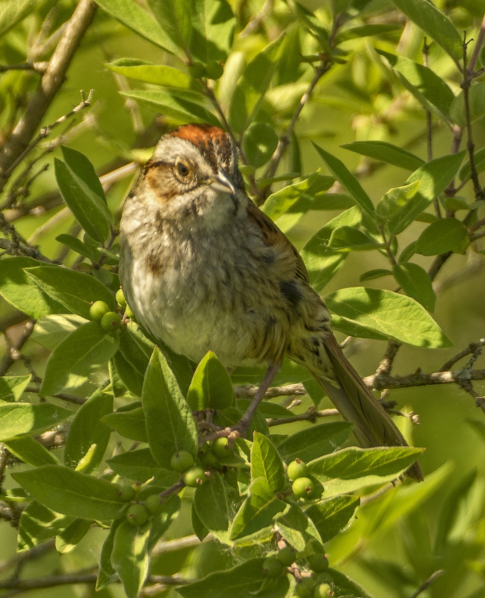 Swamp Sparrow - ML619826551