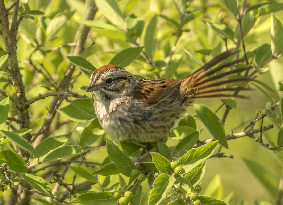 Swamp Sparrow - ML619826552