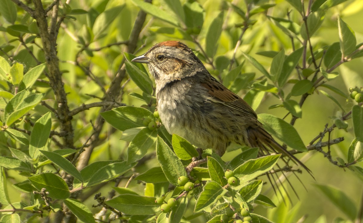 Swamp Sparrow - ML619826553