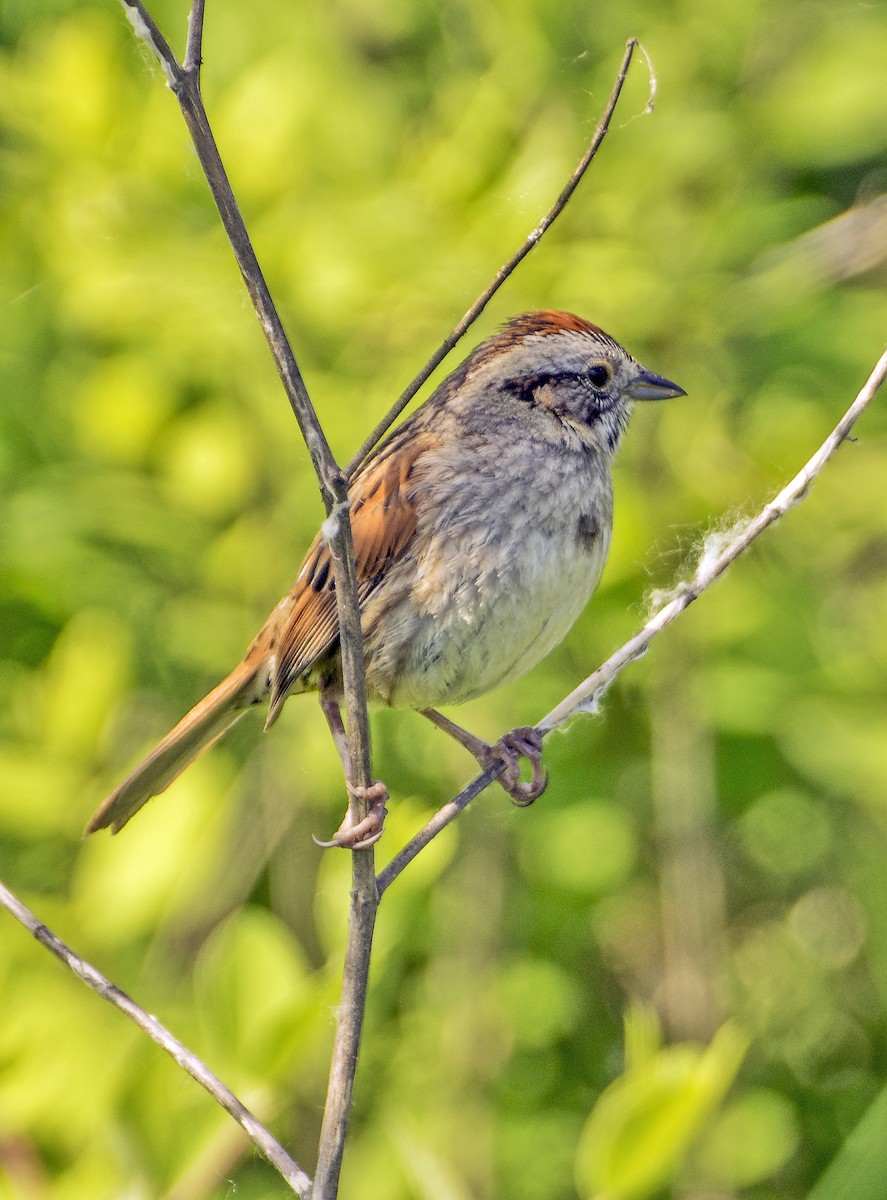 Swamp Sparrow - ML619826557