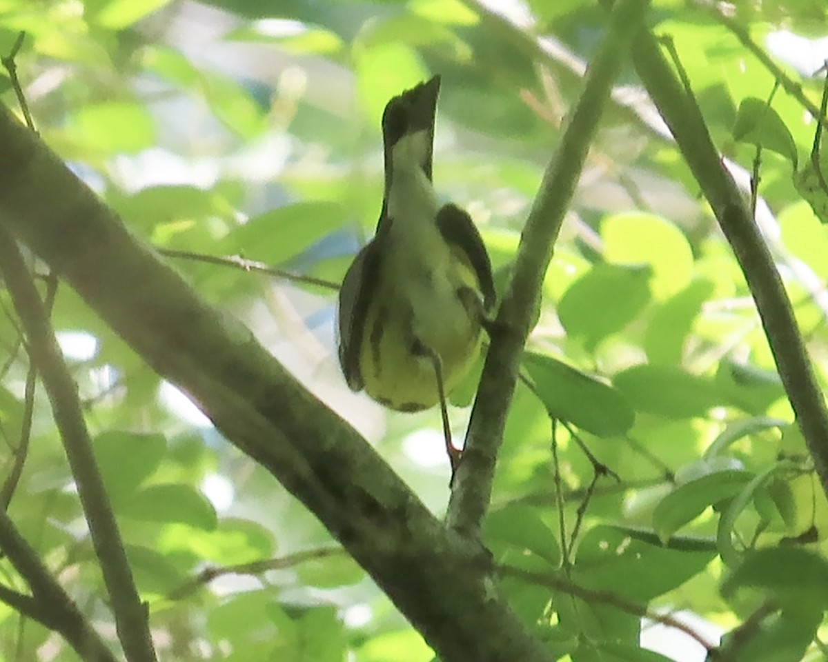 Magnolia Warbler - ML619826565