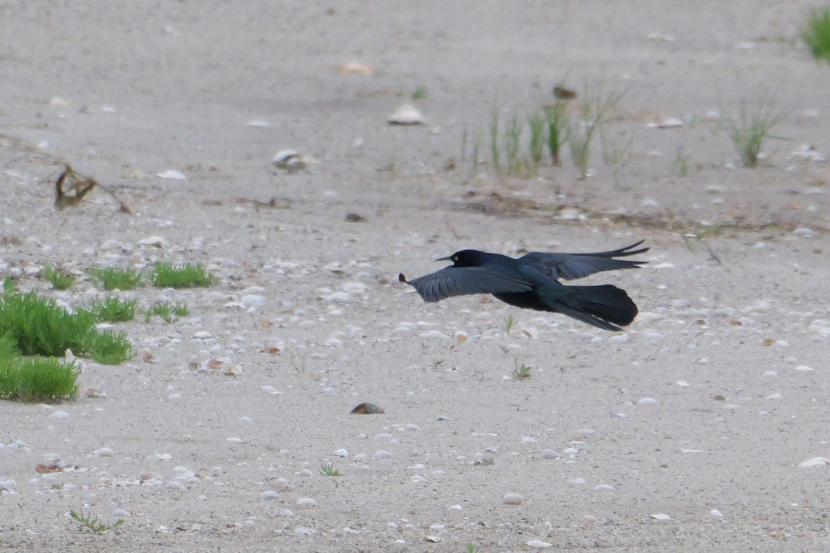 Boat-tailed Grackle - ML619826566