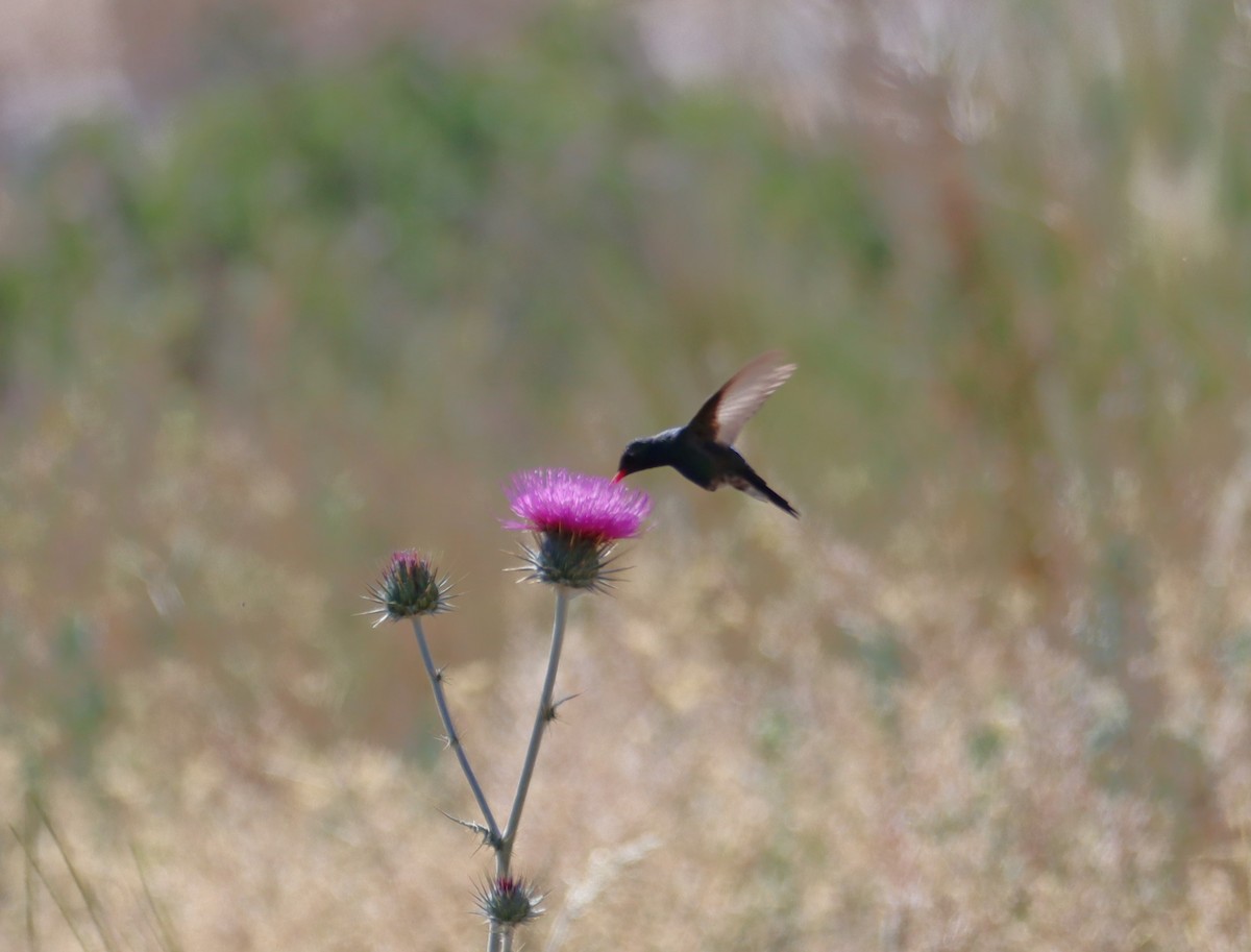 Broad-billed Hummingbird - ML619826575