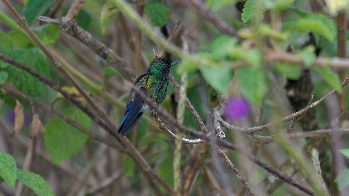 Blue-vented Hummingbird - ML619826582