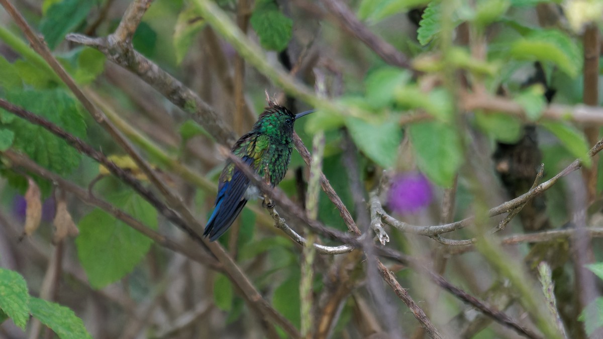 Blue-vented Hummingbird - ML619826594