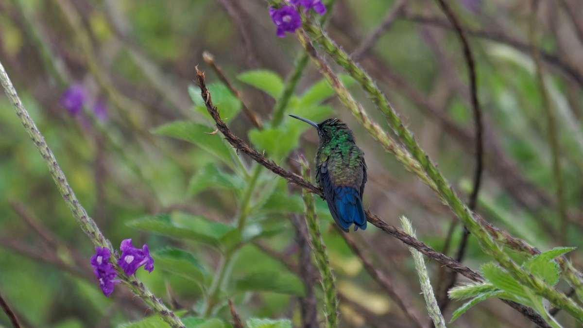 Blue-vented Hummingbird - ML619826601