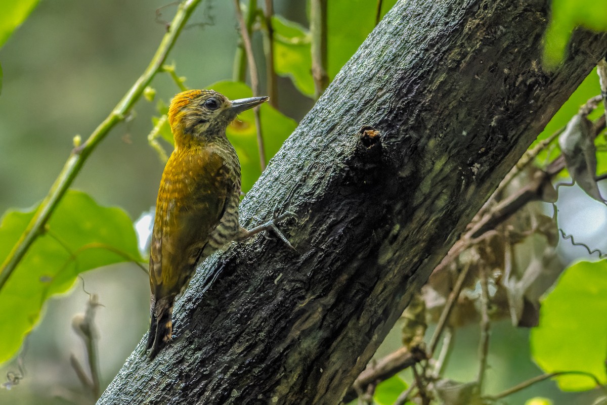 Yellow-eared Woodpecker - ML619826604