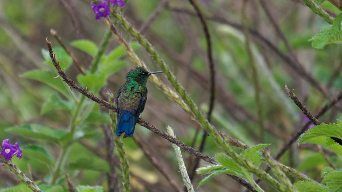 Blue-vented Hummingbird - ML619826608