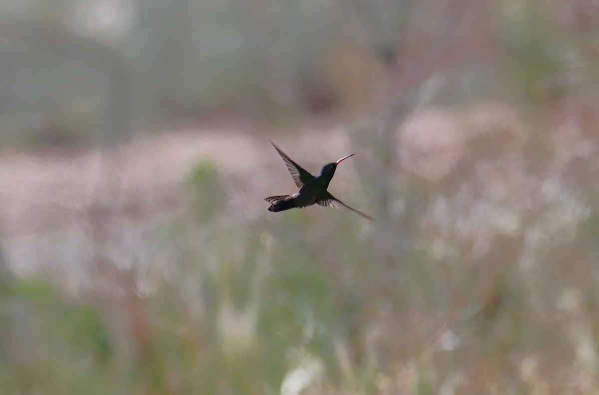 Broad-billed Hummingbird - ML619826612