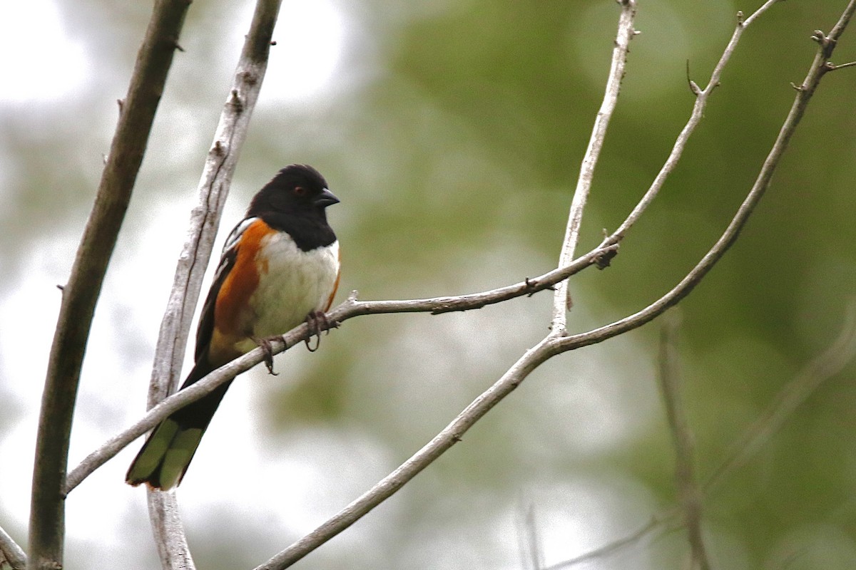 Spotted Towhee - ML619826613