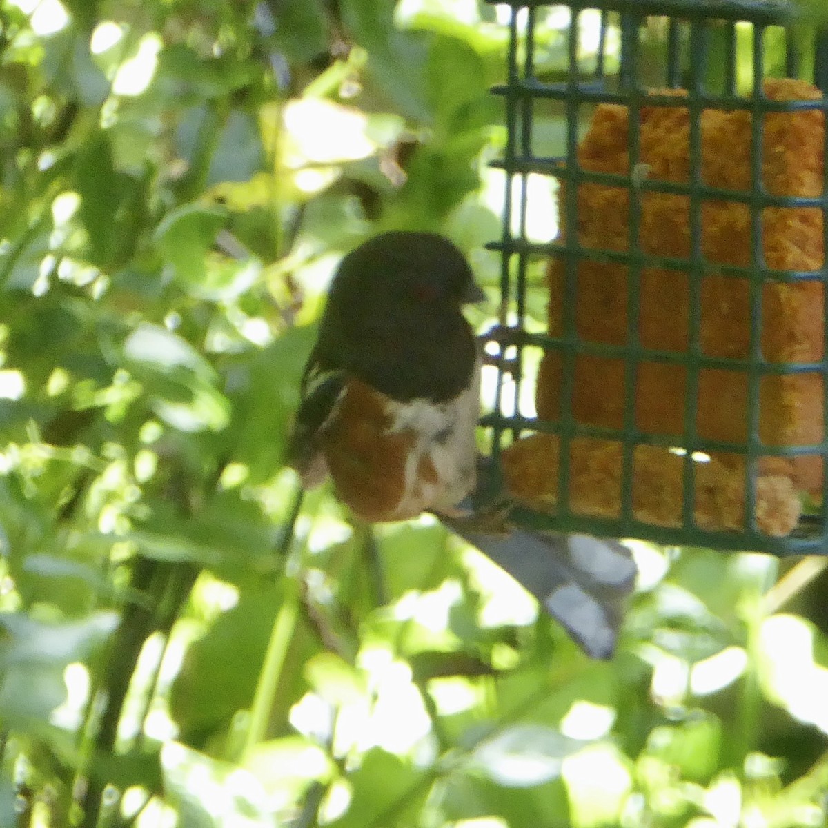 Spotted Towhee - ML619826623