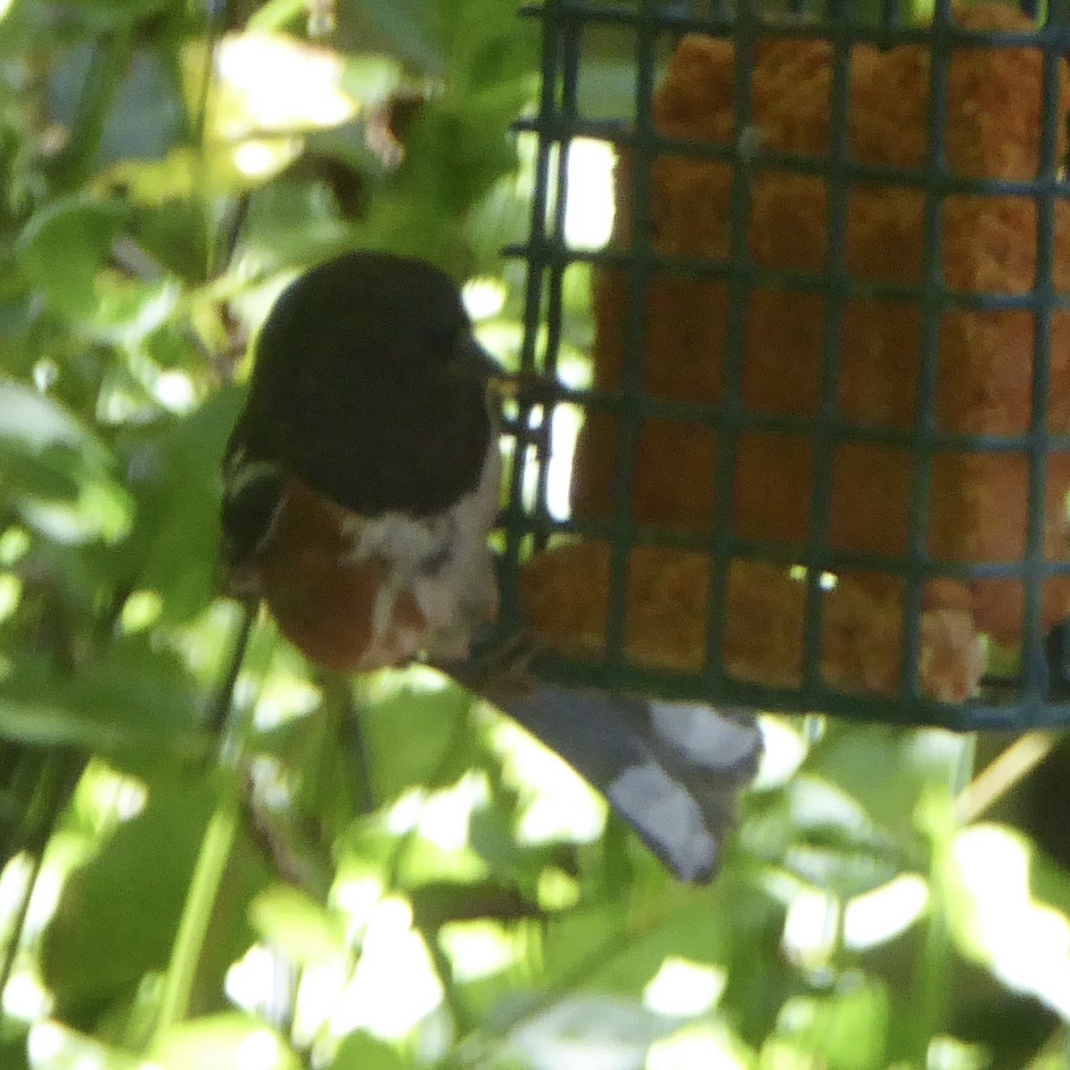 Spotted Towhee - ML619826628