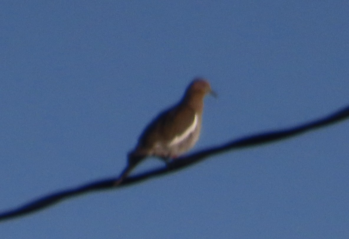 White-winged Dove - ML619826629