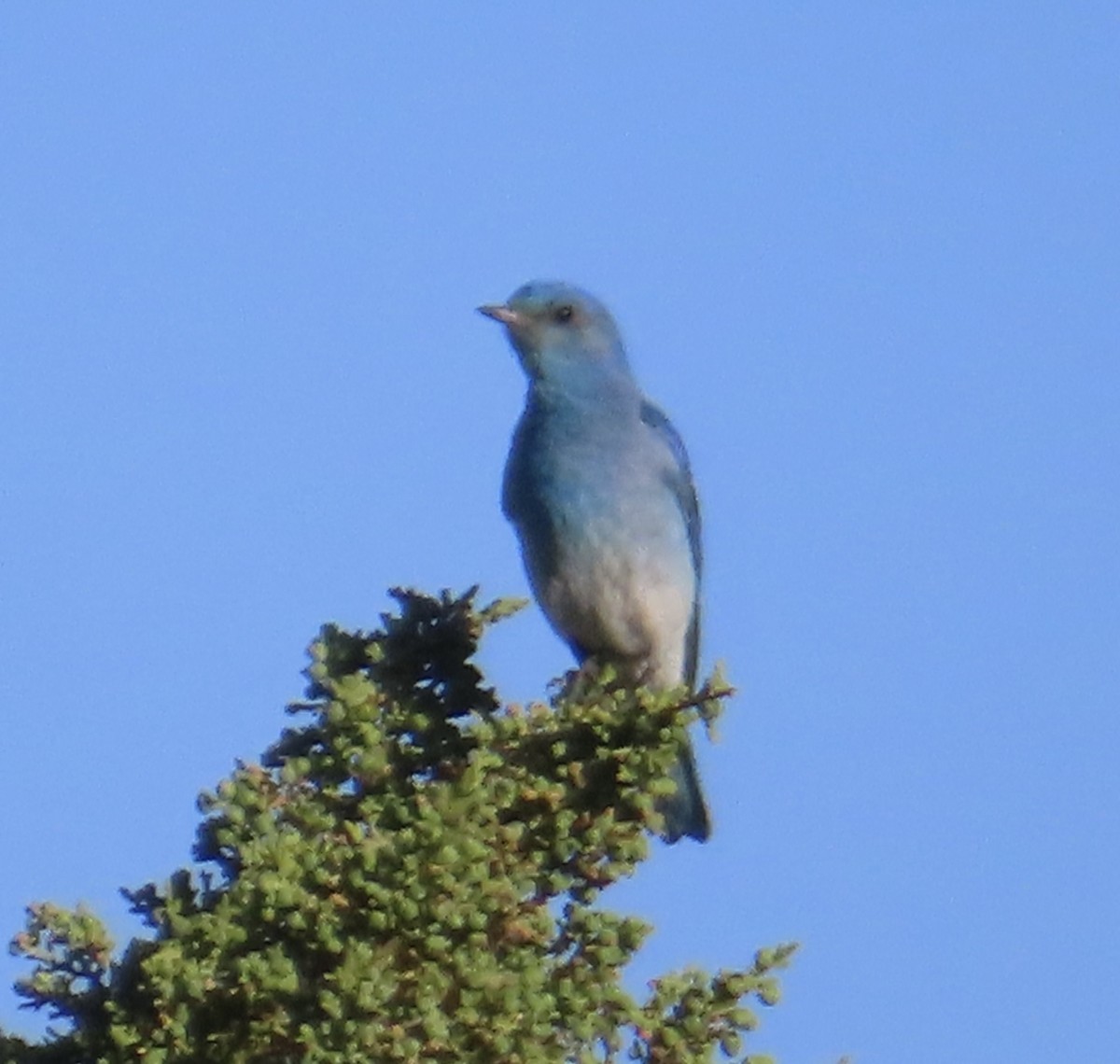 Mountain Bluebird - ML619826651