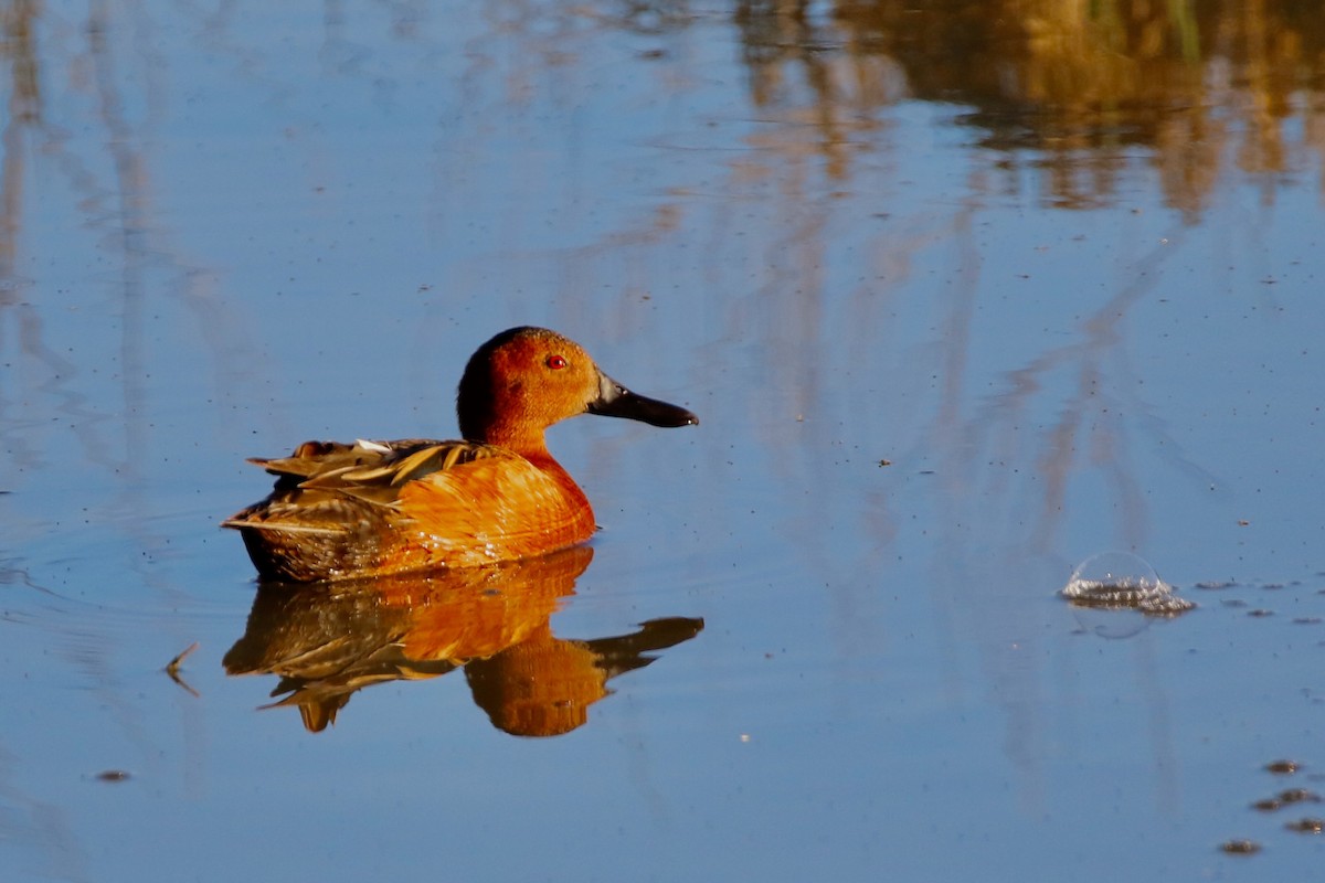 Cinnamon Teal - ML619826653