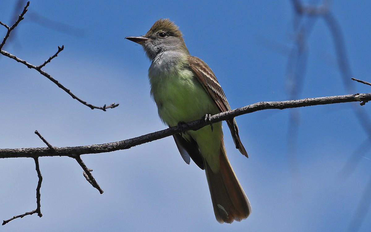 Great Crested Flycatcher - ML619826664