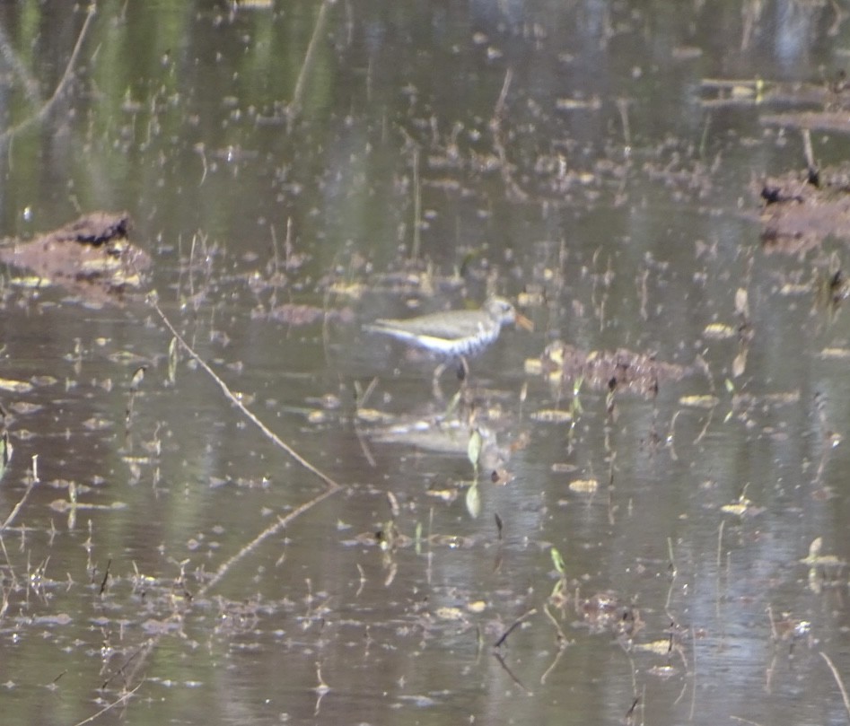 Spotted Sandpiper - ML619826669