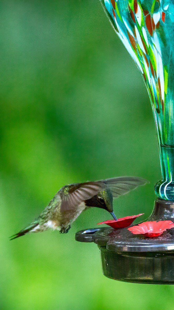Ruby-throated Hummingbird - ML619826705
