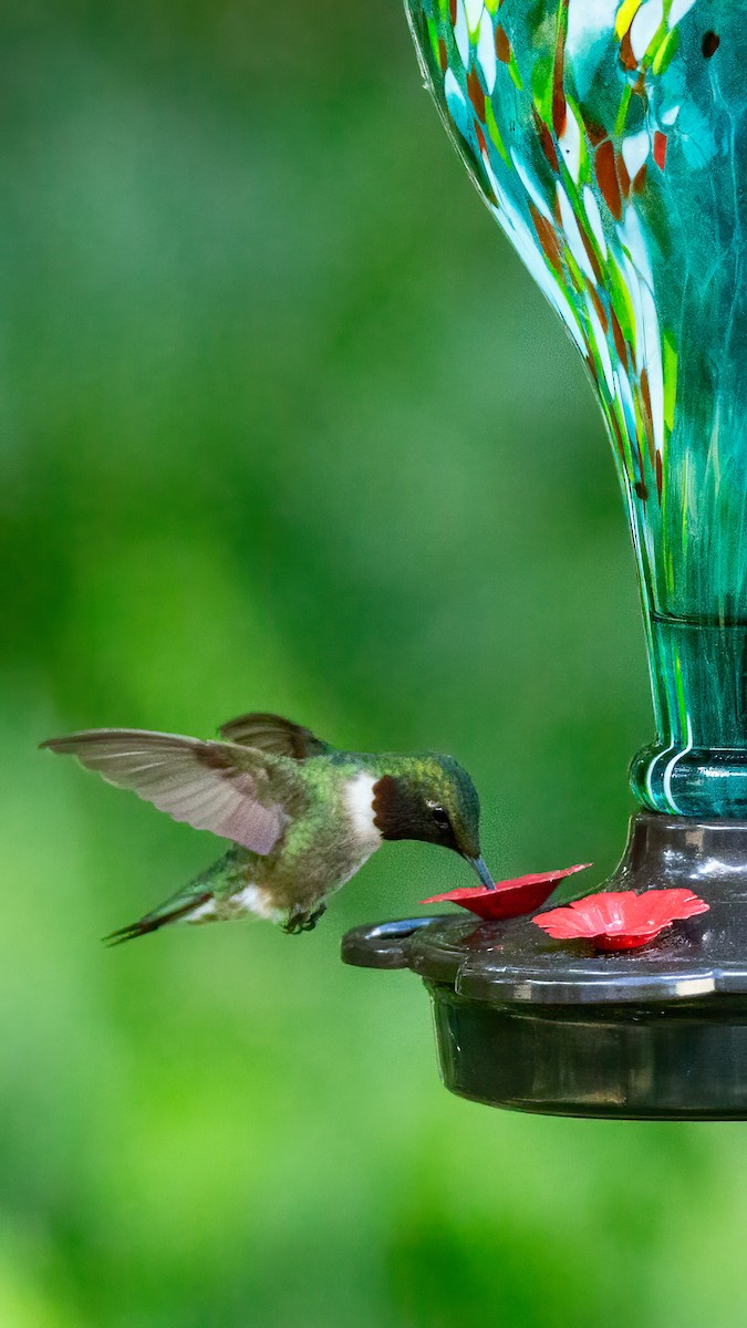 Ruby-throated Hummingbird - ML619826709