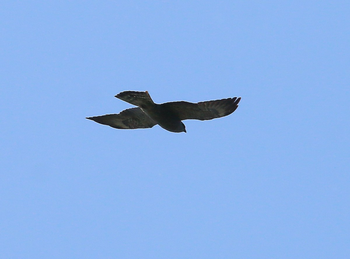 Mississippi Kite - ML619826712