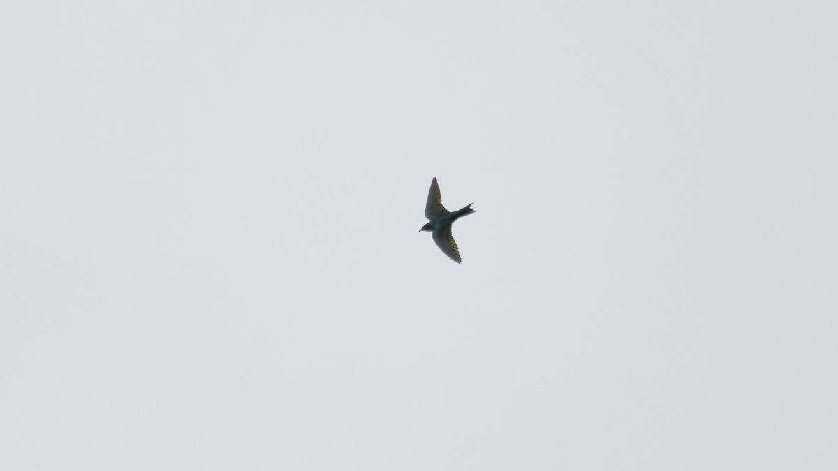 Gray-breasted Martin - ML619826730