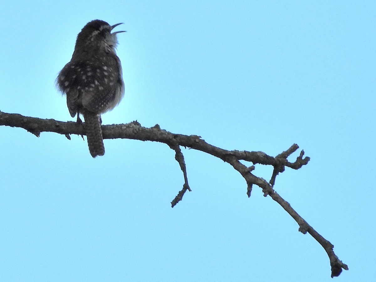 Carolina Wren - ML619826735