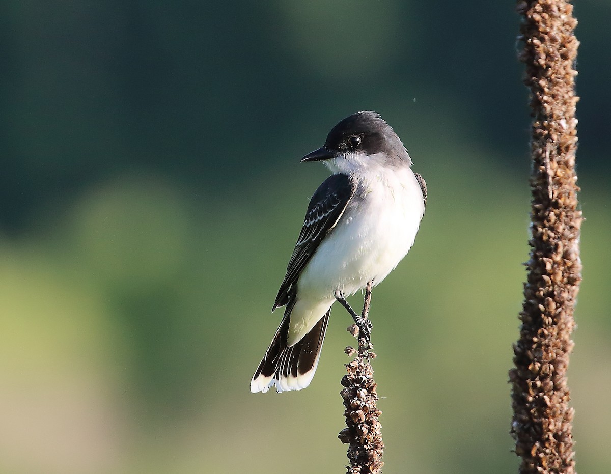 Eastern Kingbird - ML619826736