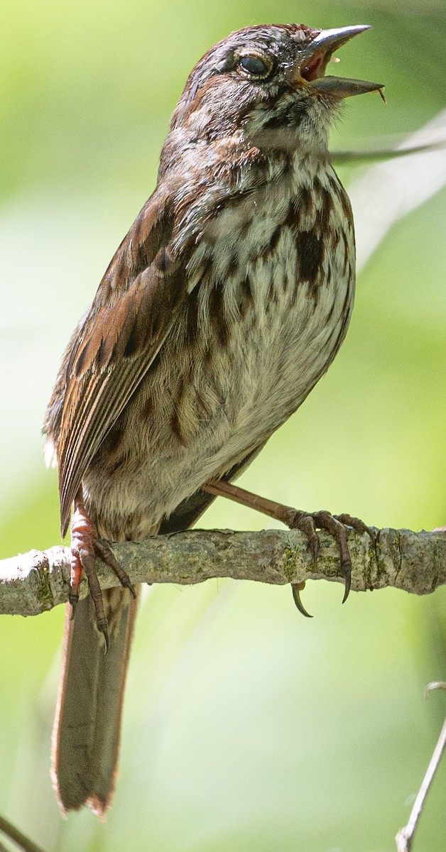 Song Sparrow - ML619826758