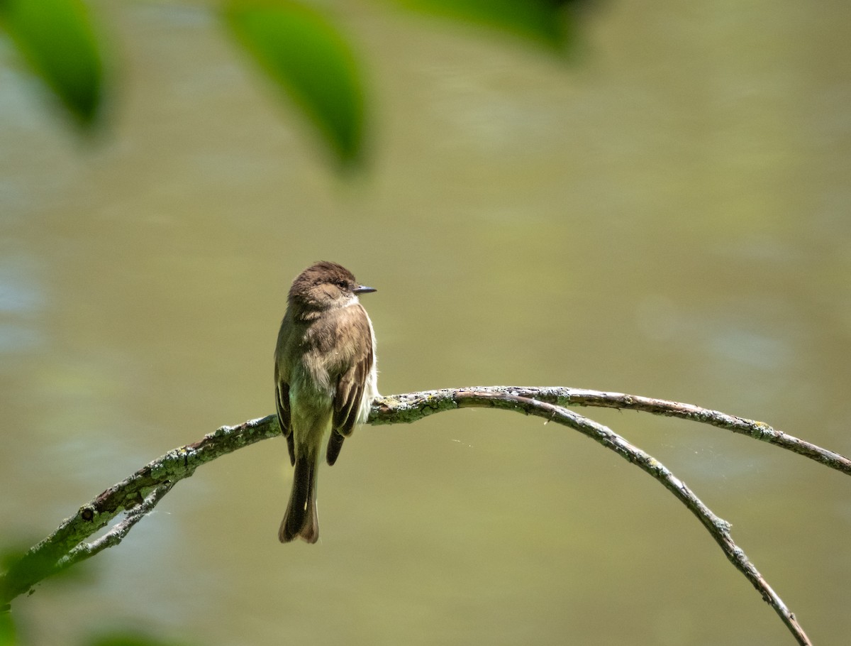 Eastern Phoebe - ML619826759