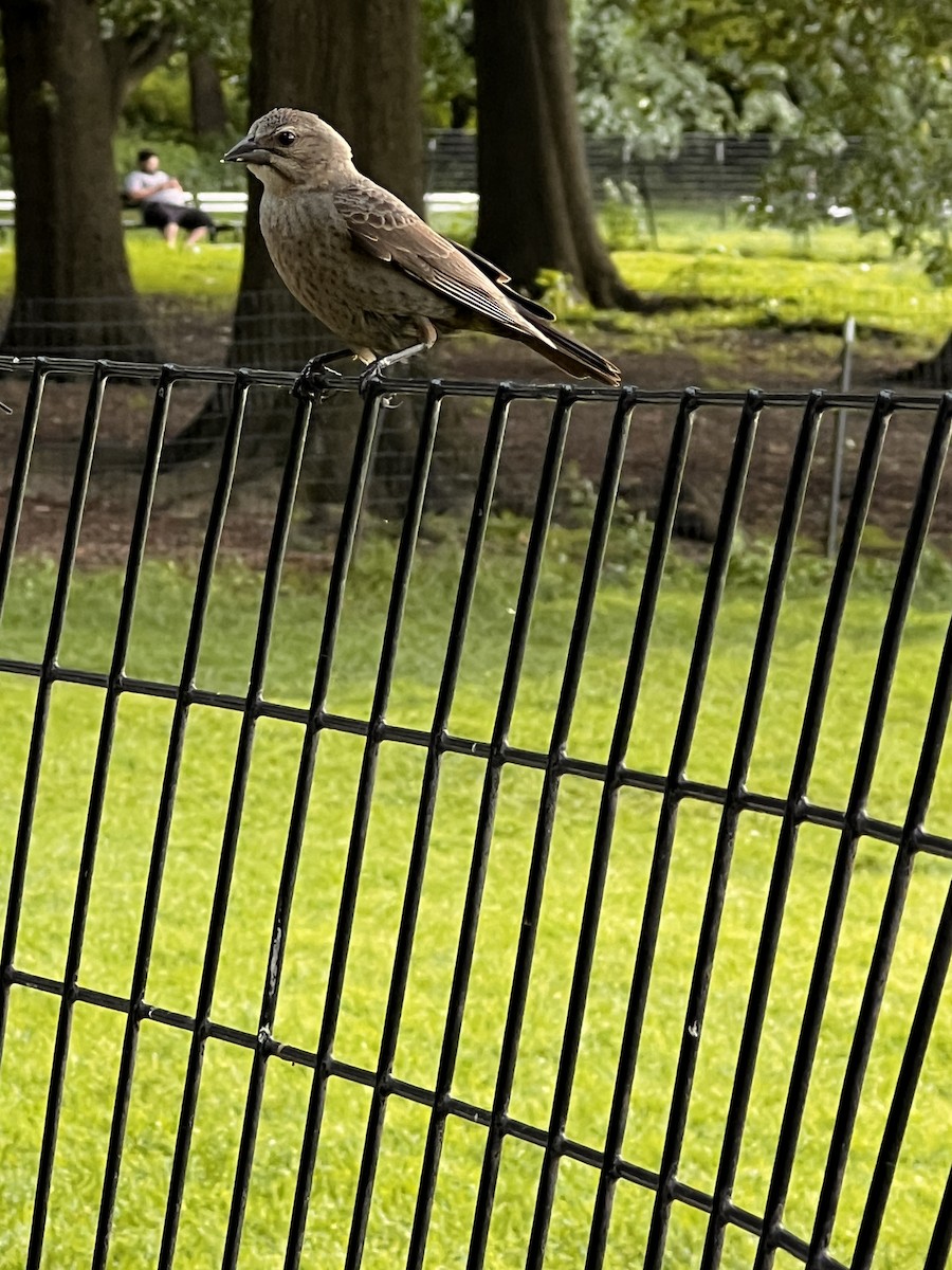 European Starling - ML619826760