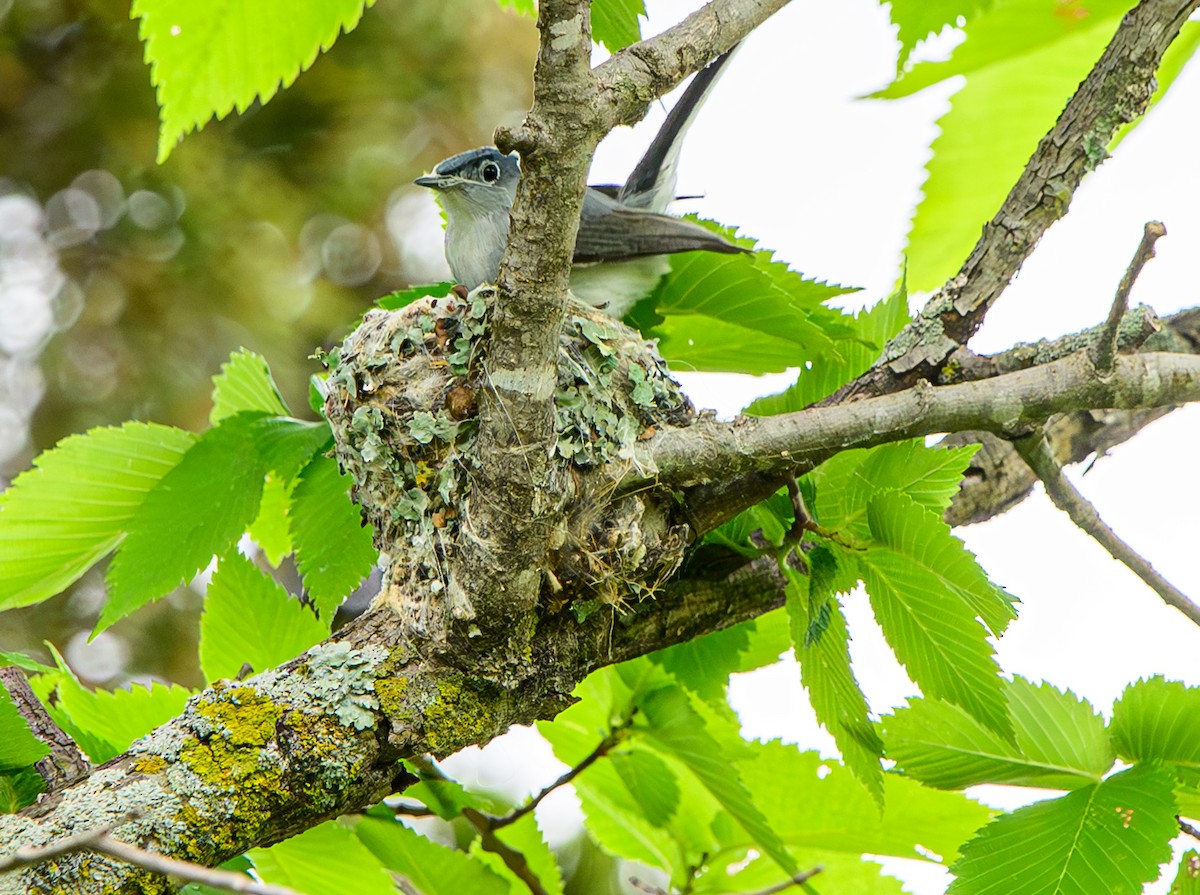 Blue-gray Gnatcatcher - ML619826770