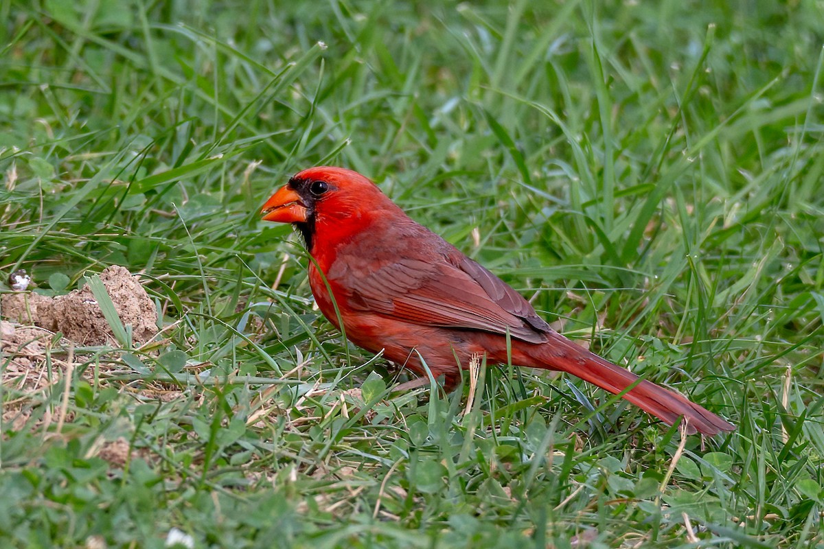 Kırmızı Kardinal - ML619826782