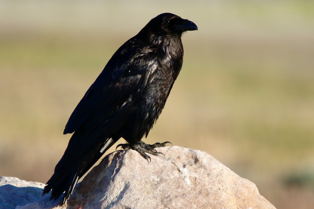 Common Raven - ML619826795